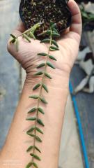 Hoya ssp engleriana