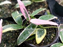 Hoya lyi "prism" (jad010)