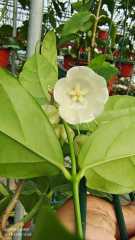 Hoya danumensis