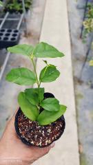 Hoya danumensis