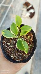 Hoya heuschkeliana albomarginata