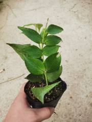 多脉球兰 鱼尾球兰小苗 Hoya polyneura