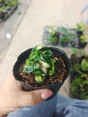 Hoya compacta ssp. compacta variegata