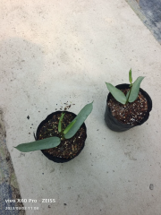 银斑琴叶 Hoya pandurata silver