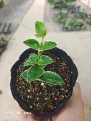 孜然外锦 Hoya cumingiana