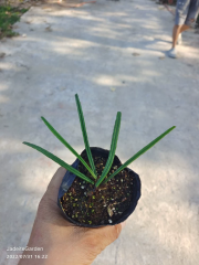 hoya insularis 岛叶球兰