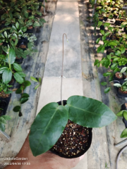Hoya inflata