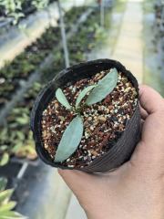 Hoya lacunosa silver