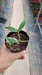 Hoya polyneura albomarginata
