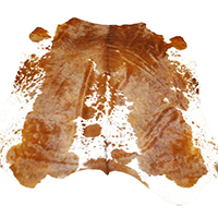 Wholesale white and brown hair on cowhides