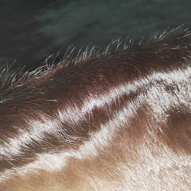 Wholesale Eco-friendly brown hair on cowhides