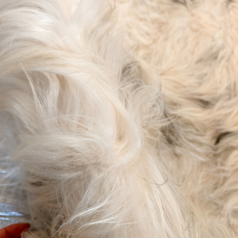 Tibetan White yak hide