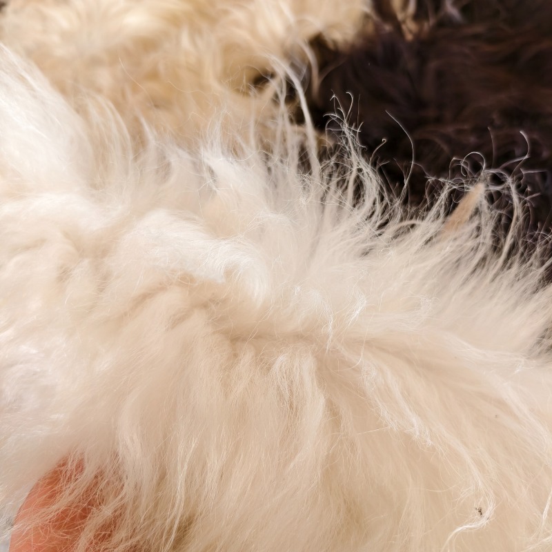 Tibetan White yak hide
