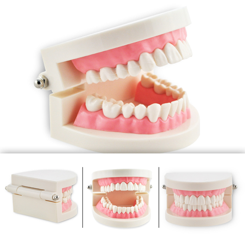 Dental Teach Study Adult Standard Typodont Demonstration Teeth Model