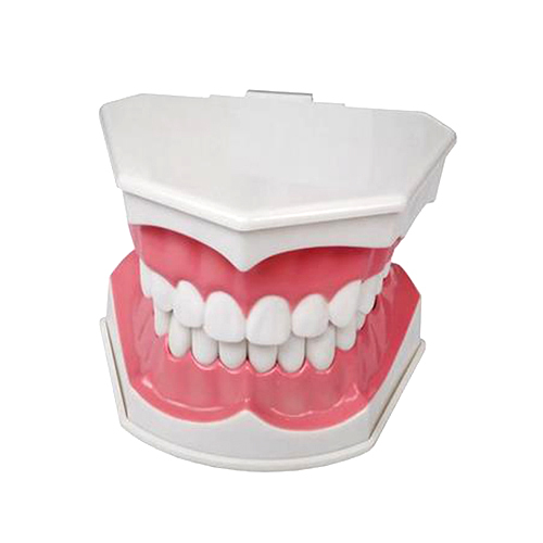 Dental Teeth Teach Teaching Model TDS Colgate