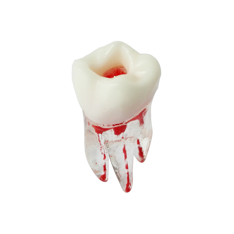 Dental Crystal Base Hard Plastic Teeth Tooth Molar Model Dentistry