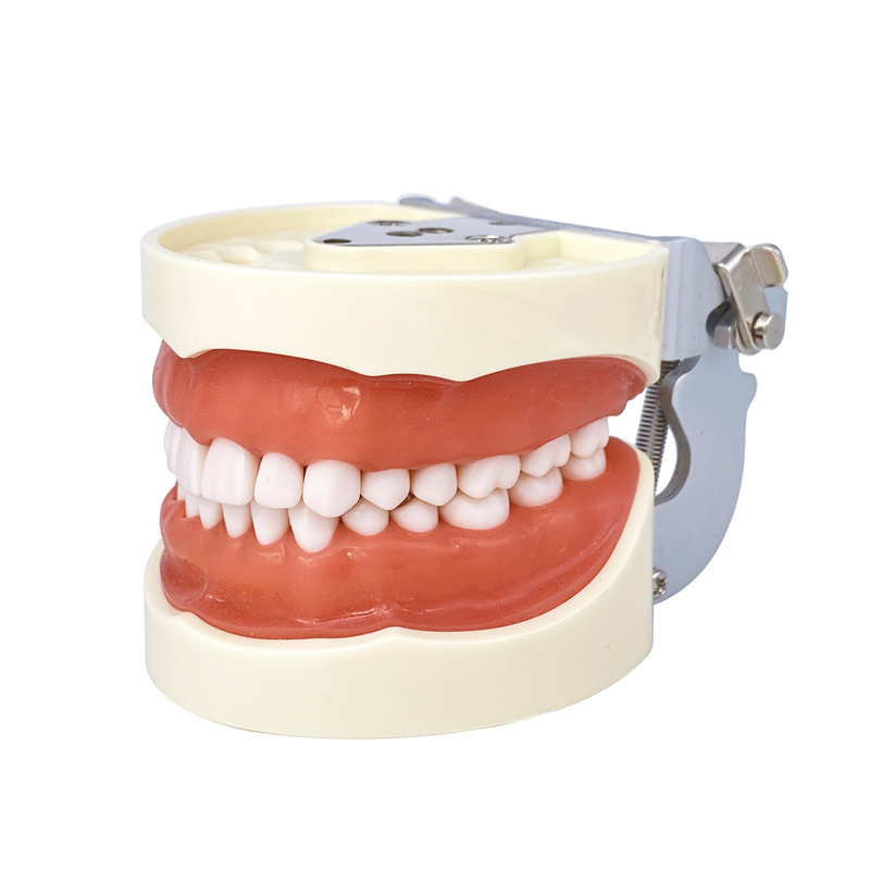 Dental Removerable Teeth Model Compatible with KILGORE NISSIN Typodont