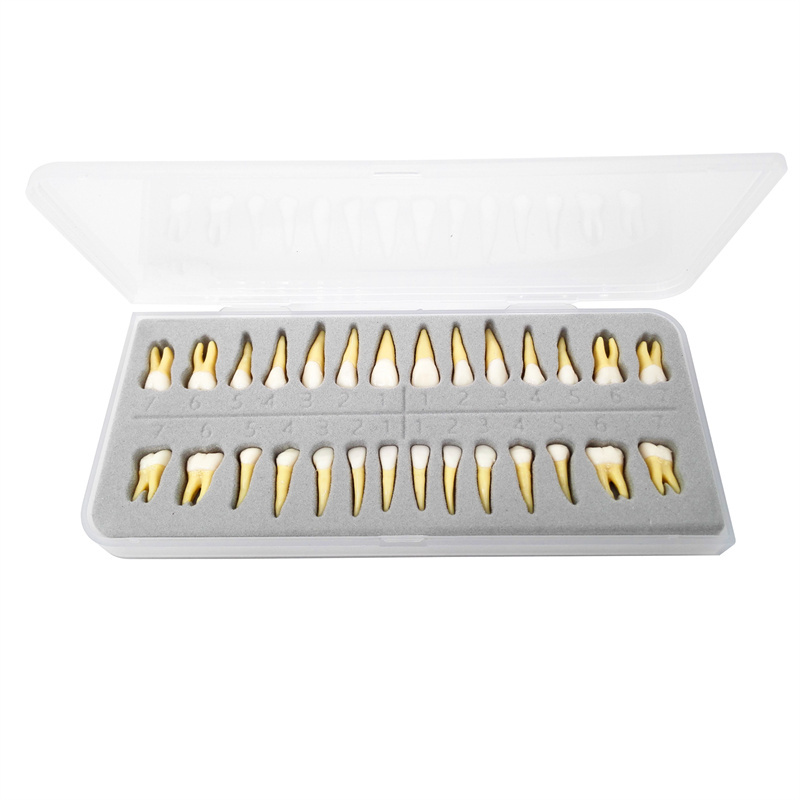 Dental Typodont Standard Model 28Pcs Removable Teeth Soft Simulation Cheek