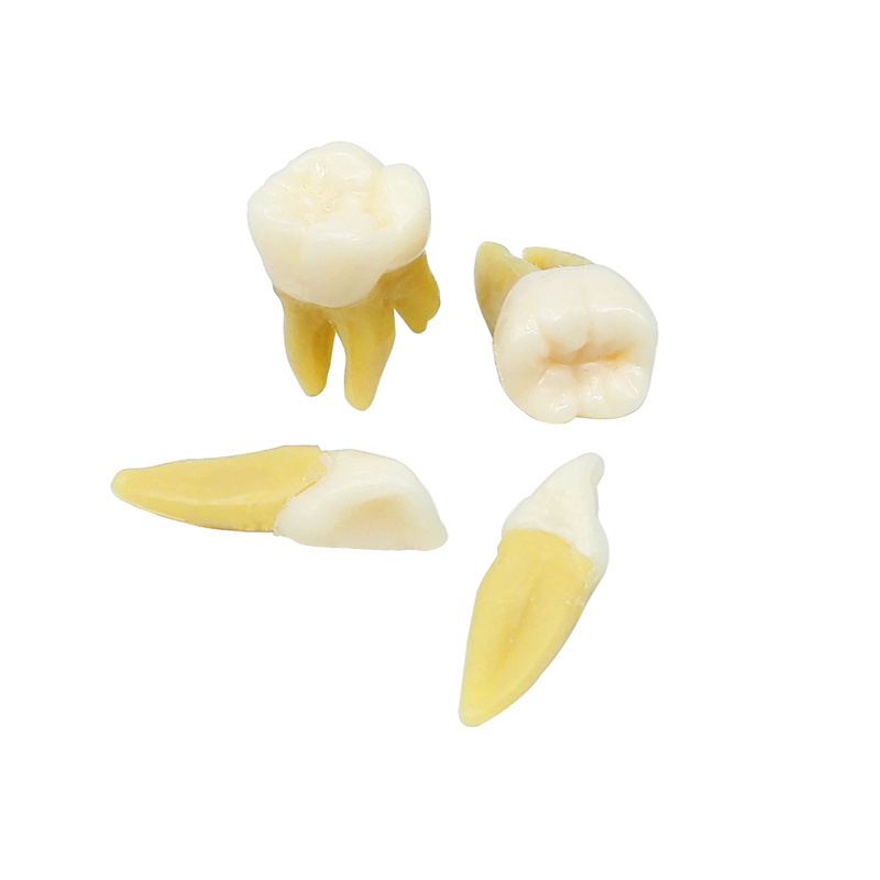 Dental Typodont Standard Model 28Pcs Removable Teeth Soft Simulation Cheek
