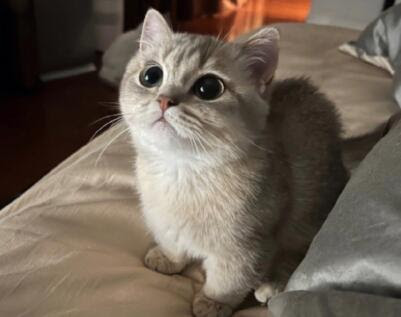 領養申請 Application for Adoptation