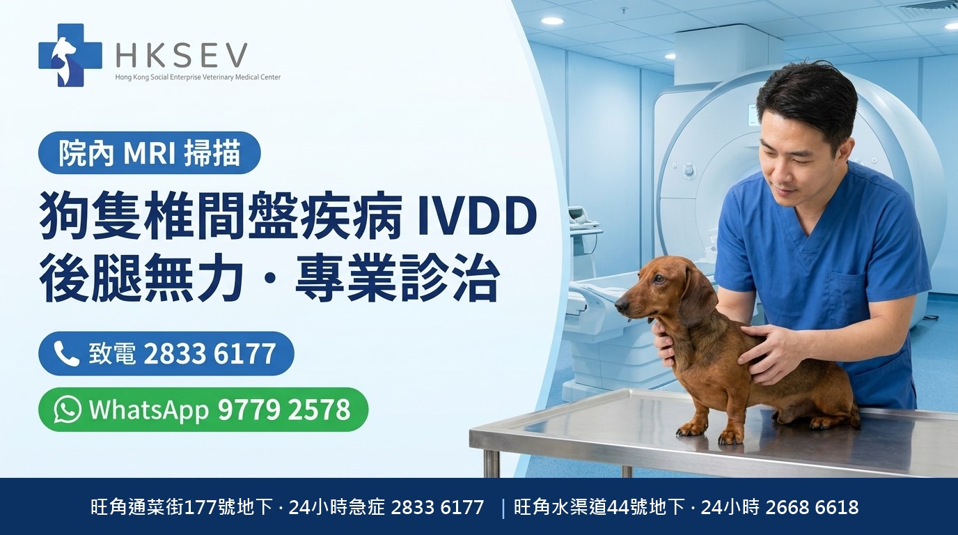 HKSEV 旺角狗狗椎間盤突出IVDD 院內MRI一條龍無須轉介即做手術 通菜街177號地下 熱線2833 6177