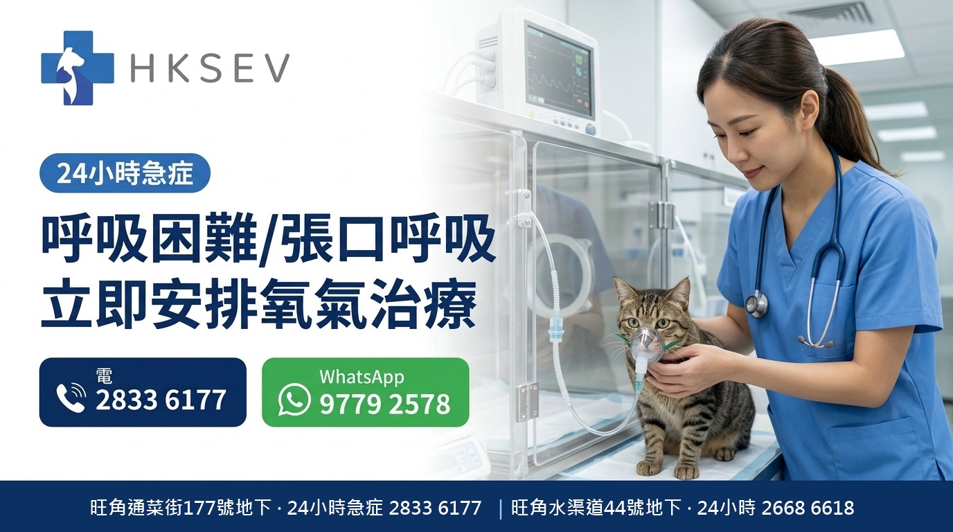 HKSEV 旺角24小時貓狗呼吸急促開口呼吸急症 氧氣治療 通菜街177號地下 熱線2833 6177
