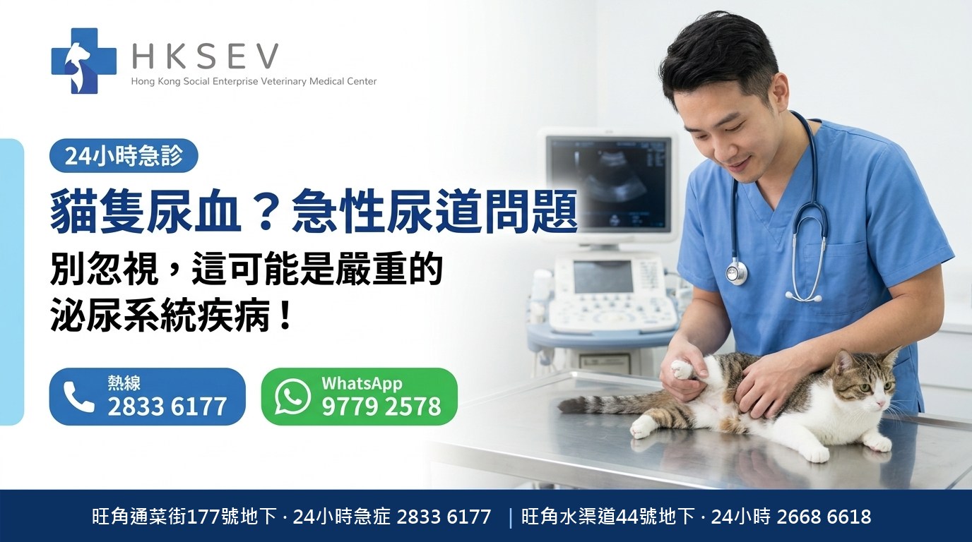 HKSEV 旺角24小時貓咪血尿急症 驗尿超聲波導尿 通菜街177號地下 熱線2833 6177