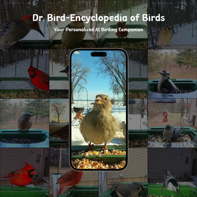 Elevate BirdWatching Experience with Camojojo HiBird Smart Bird Feeder