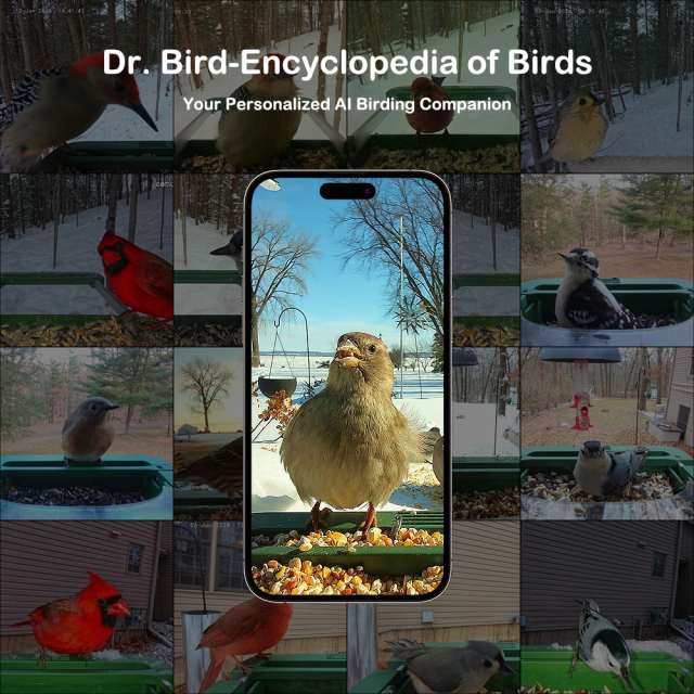 Camojojo HiBird Video Bird Feeder
