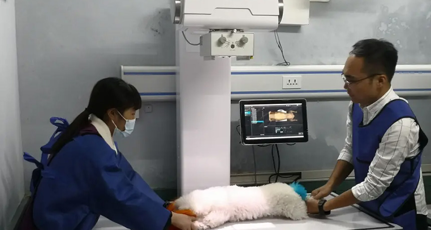 How does a pet hospital choose a pet digital X-ray machine?
