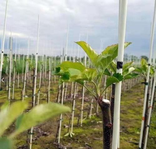High Strength Maintenance Free Fiberglass Tree Support Stakes For Plants Nursery