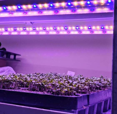 Vegic Series Customized Led T8 T5 15W 18W 20W 36W 60W Full Spectrum Hydroponic System Veg Clone Seedling Led Grow Light Tube