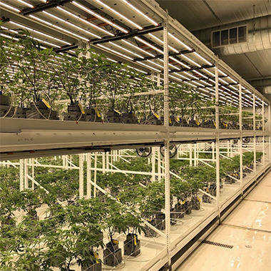 From Seedlings to Success: Buyer's Guide to LED Grow Lights