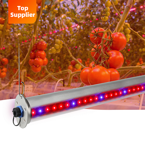 SunPlus Horticulture Greenhouse LED Interlight Single Bar Linear Red Blue LED Grow Light For Tomato Cucumber