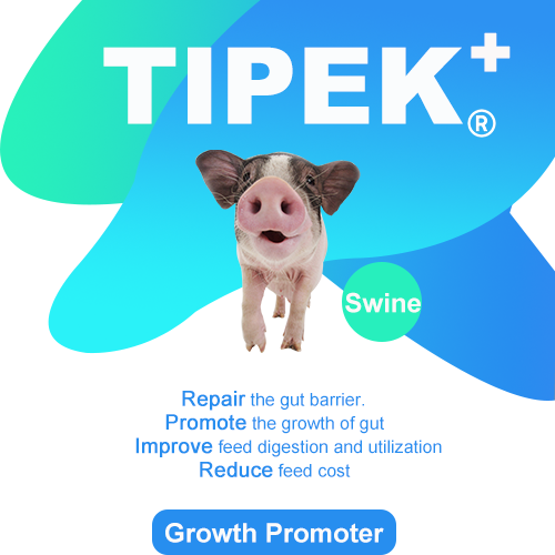 Tipek+ (Swine)