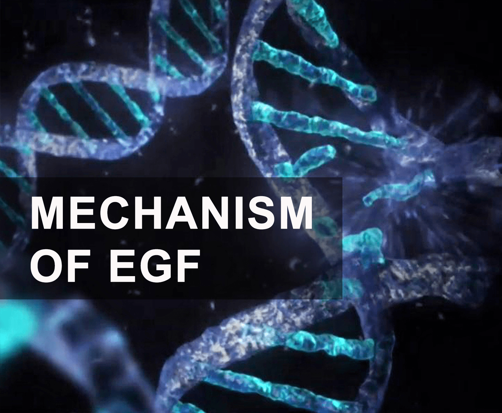 Mechanism of EGF