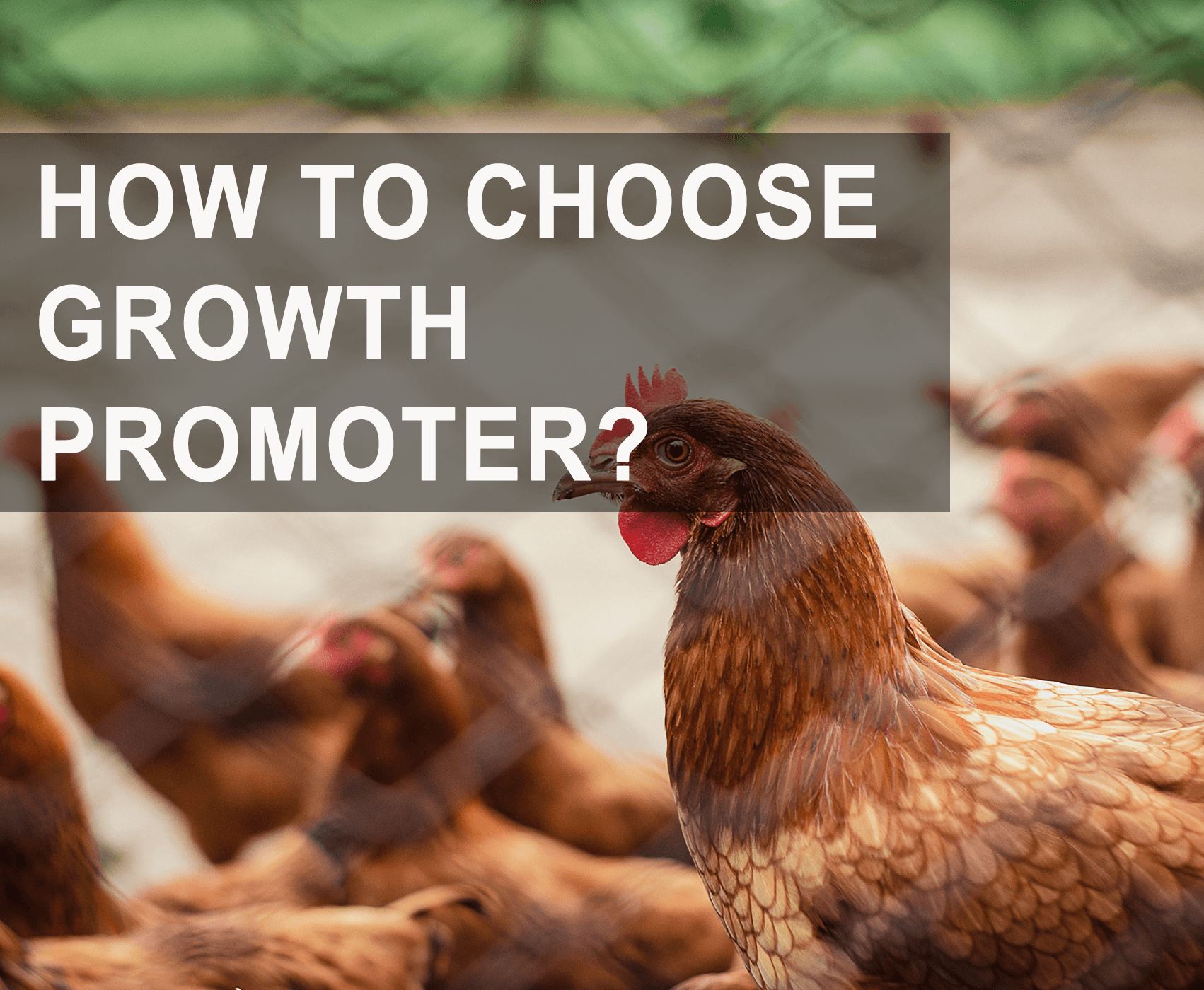 How to Choose the Right Non-Antibiotic Growth Promoter？