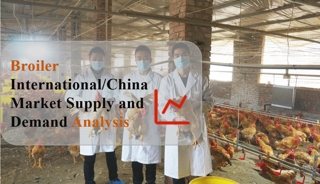 Broiler International/China Market Supply and Demand Analysis