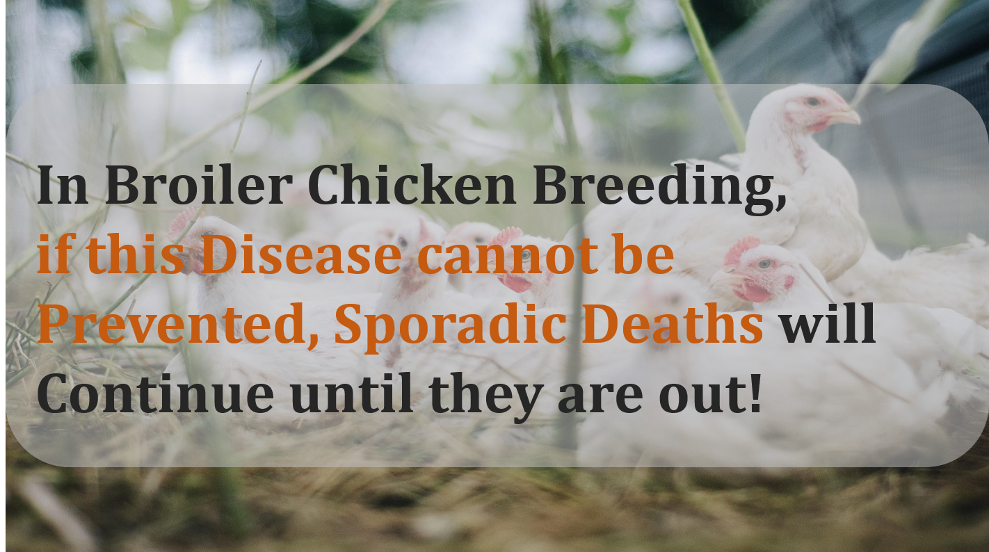 In broiler chicken breeding, if this disease cannot be prevented, sporadic deaths will continue until they are out!