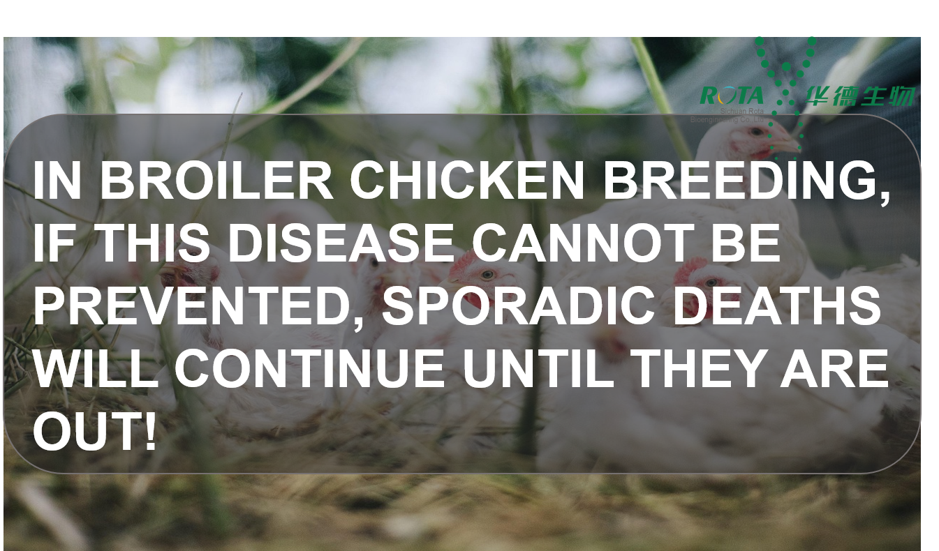 In Broiler Chicken Breeding,If This Disease Cannot Be Prevented,Sporadic Deaths Will Continue Until They Are Out!
