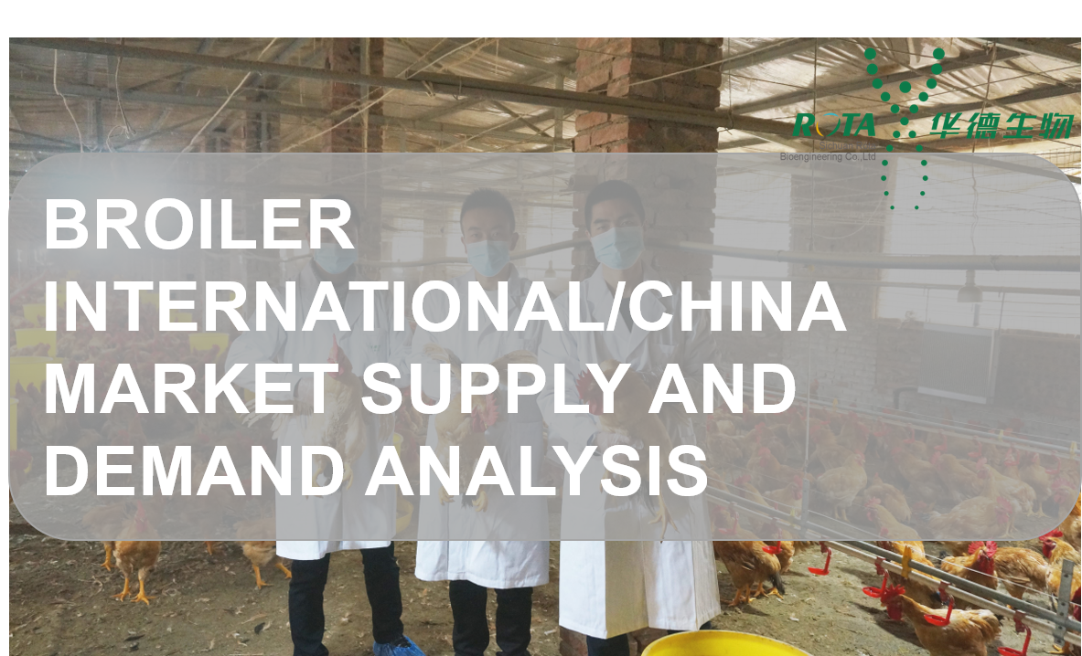 Broiler International/China Market Supply and Demand Analysis