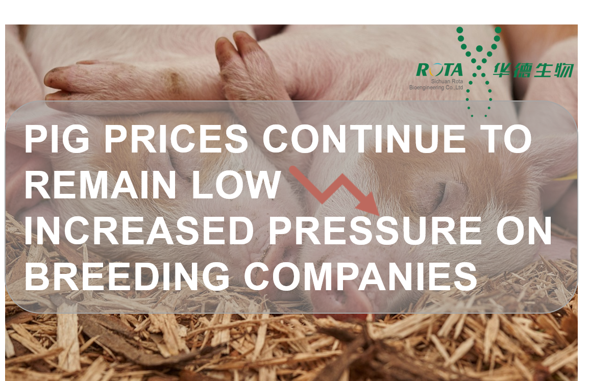 Pig Prices Continue to Remain Low ▏Increased Pressure on Breeding Companies
