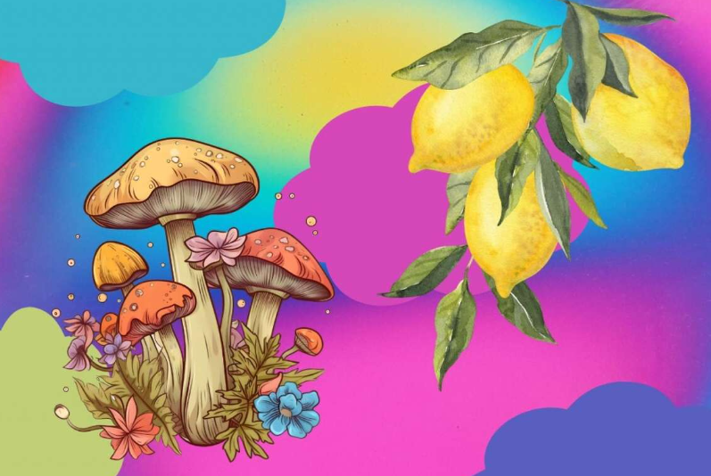 Lemon Tek: A Fresh Approach to Consuming Magic Mushrooms