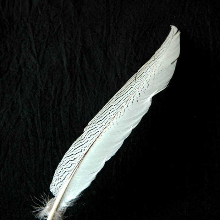 RL-PH02 Silver Pheasant Tails one piece