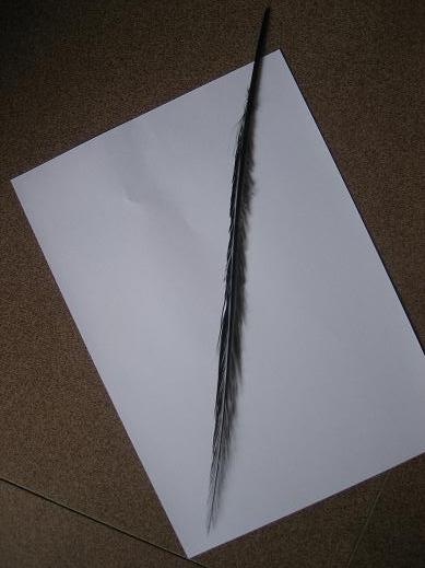 RL-BPH Burnt Pheasant Tail Feather 12/14"  One Piece