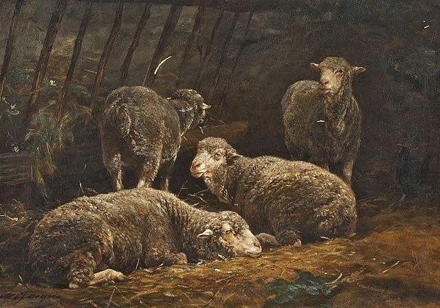 Sheep in stall