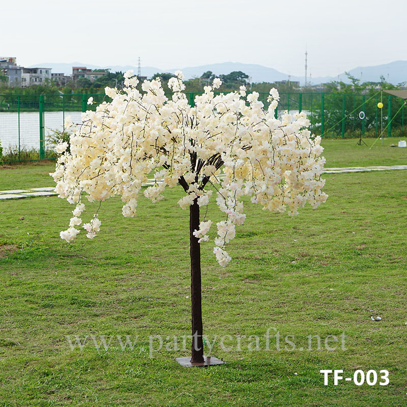 cherry blossom champange (TF-003)