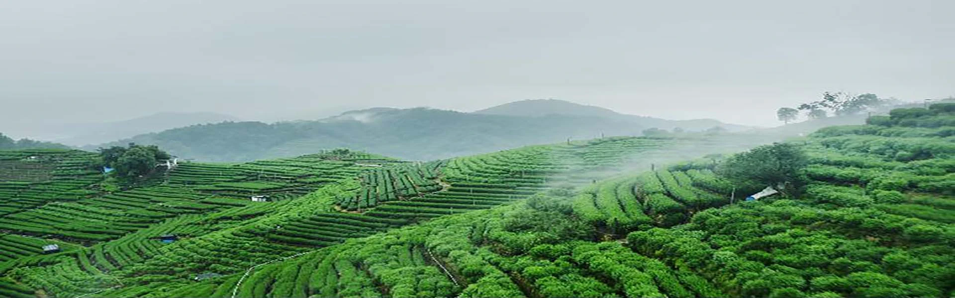 Hua Long Kung Fu Tea