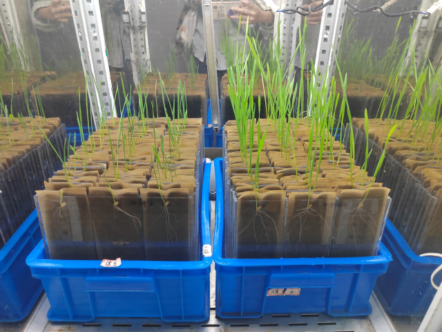 In situ phenotypic monitoring system for seed germination dynamics