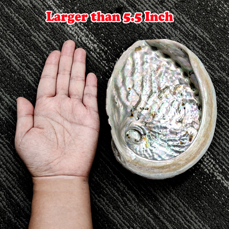 5-5.5 Inch / Larger than 5.5 Inch Australian Black Lip Abalone - Shell Sacred ABALONE Shell Natural and Raw, Ceremonial Smudge Bowl. Sea Spirit Offering